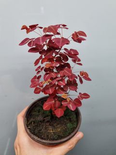 (Category: ) located in . Submitted by hmflowers (Listing ID 1443879655, Image 1). Description: .