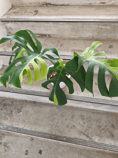 (Category: ) located in . Submitted by gardenavenue4 (Listing ID 1443747661, Image 1). Description: .