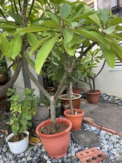 (Category: ) located in . Submitted by christinekohloh (Listing ID 1443847160, Image 1). Description: .