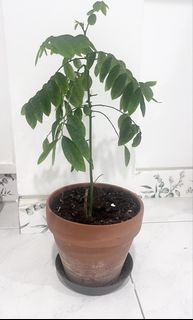 (Category: ) located in . Submitted by tropicalleaf (Listing ID 1443766791, Image 1). Description: .