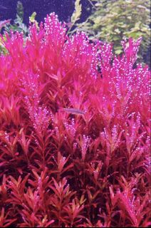 (Category: ) located in . Submitted by zenaquatics (Listing ID 1443886372, Image 1). Description: .