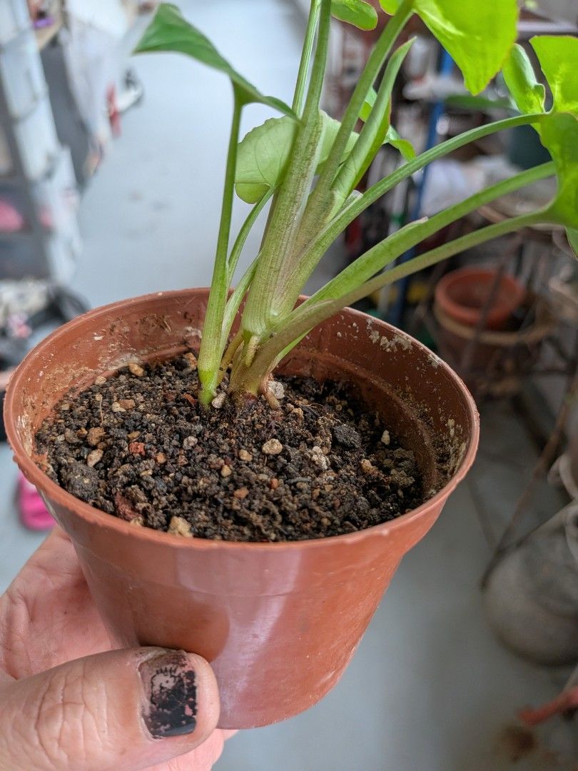 Syngonium pixie (Category: Plants & Seeds) located in Singapore. Submitted by debbies.ribbons (Listing ID 1443809518, Image 3). Description: Robust syngonium pixie, easy plant to grow. Does not need too much sunlight. Water once every 2 days. One for $3, two pots or $5. Deal at Jurong East or Kent Ridge..