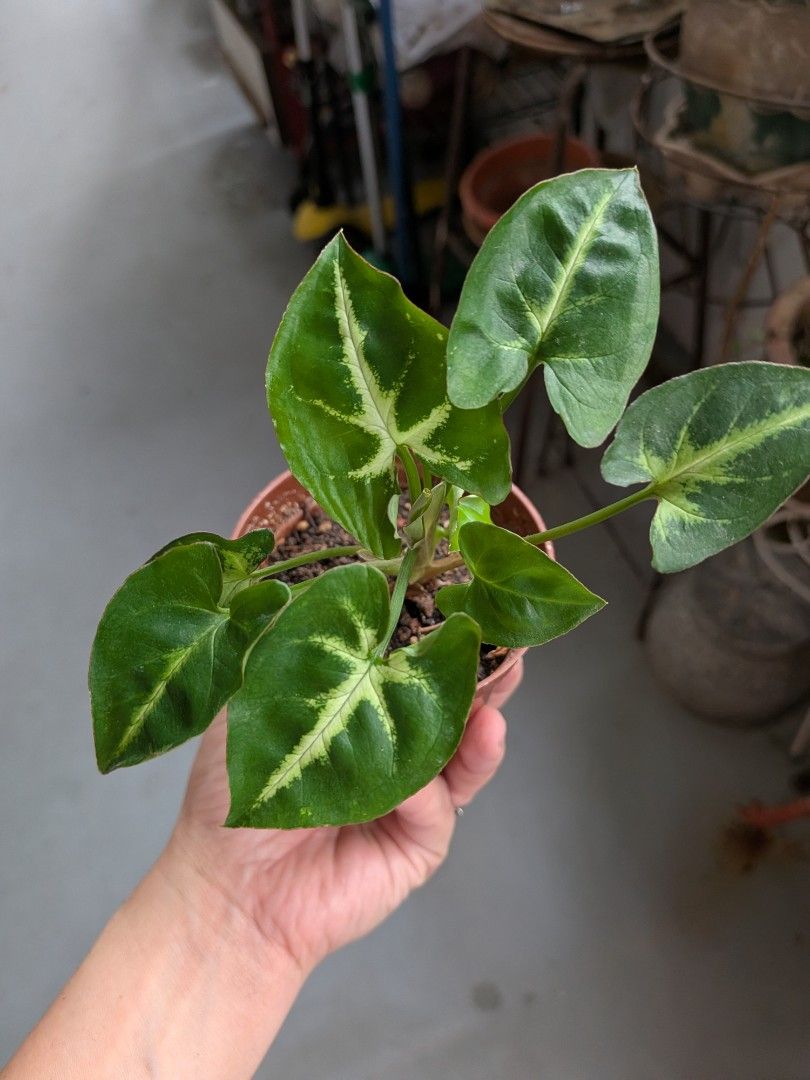 Syngonium pixie (Category: Plants & Seeds) located in Singapore. Submitted by debbies.ribbons (Listing ID 1443809518, Image 1). Description: Robust syngonium pixie, easy plant to grow. Does not need too much sunlight. Water once every 2 days. One for $3, two pots or $5. Deal at Jurong East or Kent Ridge..