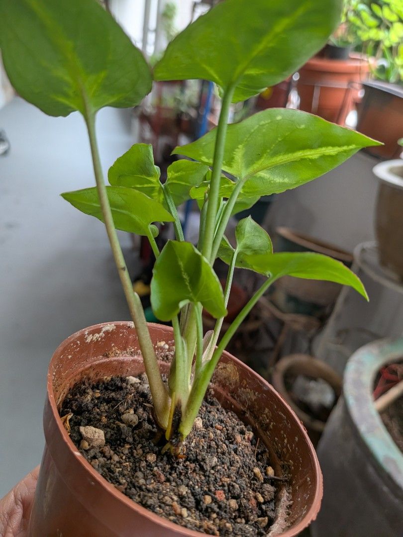 Syngonium pixie (Category: Plants & Seeds) located in Singapore. Submitted by debbies.ribbons (Listing ID 1443809518, Image 2). Description: Robust syngonium pixie, easy plant to grow. Does not need too much sunlight. Water once every 2 days. One for $3, two pots or $5. Deal at Jurong East or Kent Ridge..