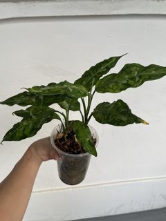 (Category: ) located in . Submitted by plantcaoshumu (Listing ID 1444014207, Image 1). Description: .