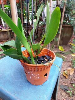 (Category: ) located in . Submitted by lluddimun.sb (Listing ID 1443979265, Image 1). Description: .