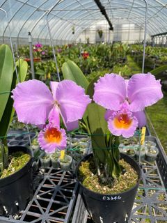 Cattleya Alliance  Collection item 1