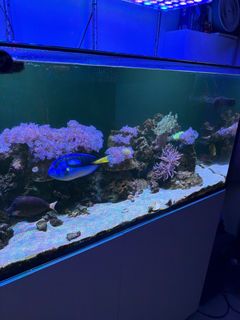 (Category: ) located in . Submitted by aquarama (Listing ID 1444073361, Image 1). Description: .