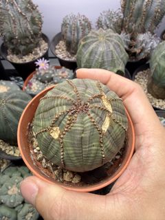 (Category: ) located in . Submitted by desert.grower (Listing ID 1444069923, Image 1). Description: .