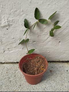 (Category: ) located in . Submitted by avdplants (Listing ID 1444012322, Image 1). Description: .