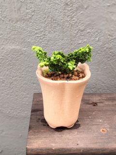 Bonsai  Collection item 2