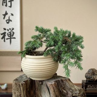 Bonsai  Collection item 3