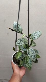 (Category: ) located in . Submitted by sindo.sg (Listing ID 1444100101, Image 1). Description: .