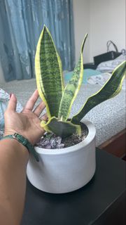 （分類：）位於 。 由 maritess21 提交（商品編號 1443937136，圖片 1）。簡介： 。