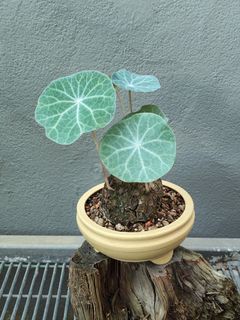 Platycerium and other plants Collection item 1