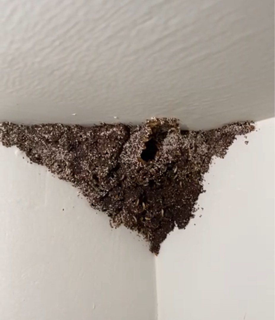 Pest Control Services - Bed Bug Removal, Termite Control, Comprehensive Solutions497187774687488001