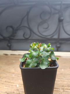 （分類：）位於 。 由 ching99013 提交（商品編號 1444212881，圖片 1）。簡介： 。
