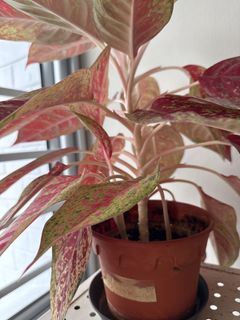 (Category: ) located in . Submitted by lisakostan (Listing ID 1444138860, Image 1). Description: .