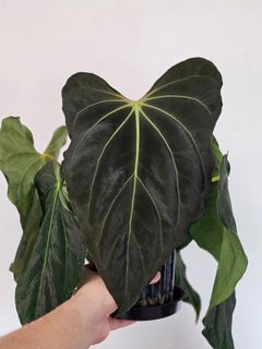 (Category: ) located in . Submitted by jungrow (Listing ID 1444303538, Image 1). Description: .
