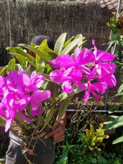 (Category: ) located in . Submitted by sindo.sg (Listing ID 1444292377, Image 1). Description: .