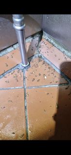 (Category: ) located in . Submitted by home_pest_specialist (Listing ID 1444166715, Image 1). Description: .