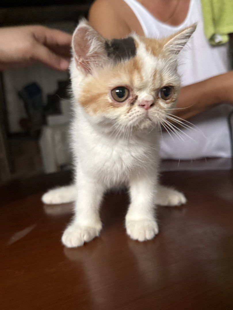 Exotic Kittens (Category: Homes & Other Pet Accessories) located in Quezon City. Submitted by chinity (Listing ID 1444169644, Image 1). Description: .