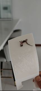 (Category: ) located in . Submitted by home_pest_specialist (Listing ID 1444168100, Image 1). Description: .