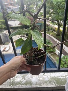 (Category: ) located in . Submitted by yellow.blue.leafing (Listing ID 1444112523, Image 1). Description: .