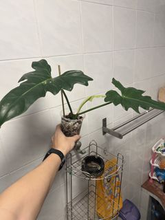 (Category: ) located in . Submitted by thai_amulets_thai (Listing ID 1444174070, Image 1). Description: .