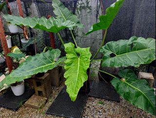 (Category: ) located in . Submitted by plantsnp (Listing ID 1444113874, Image 1). Description: .
