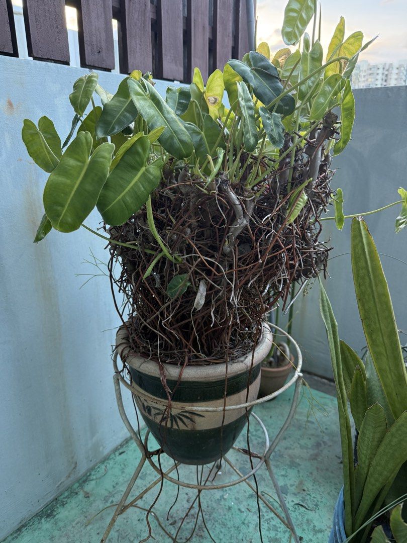 plants483944601265776642