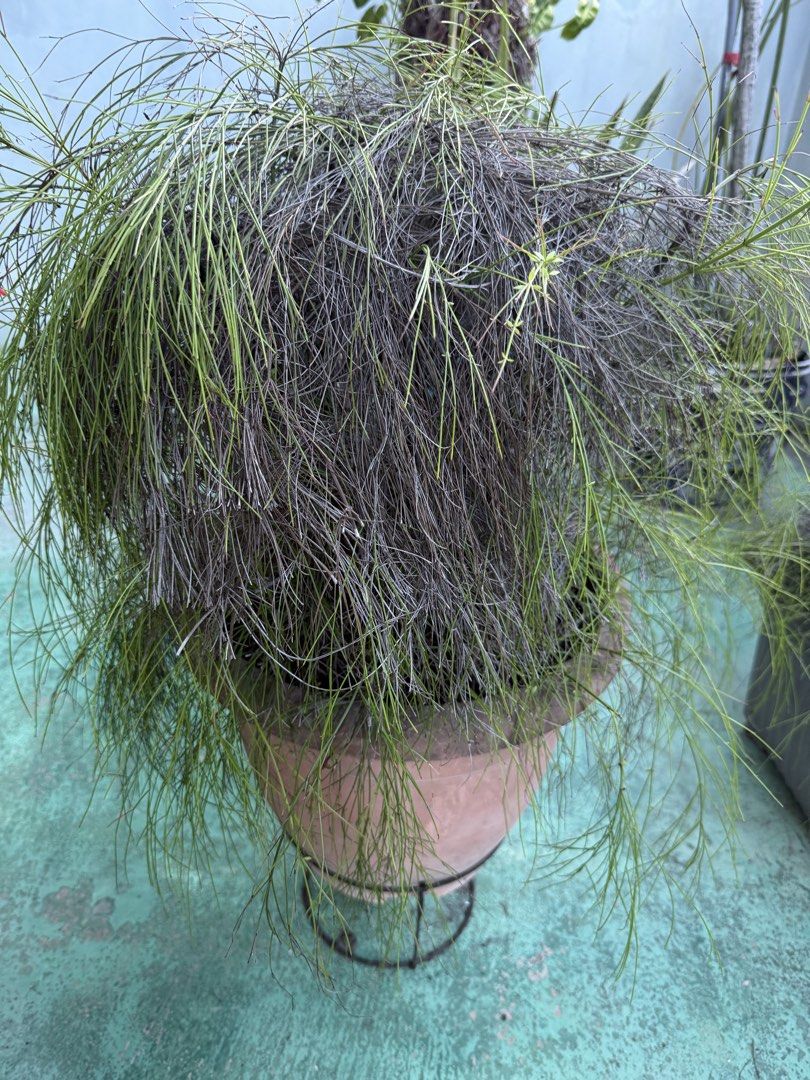 plants483944601265776640
