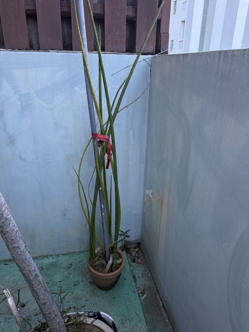 plants483944601265776643