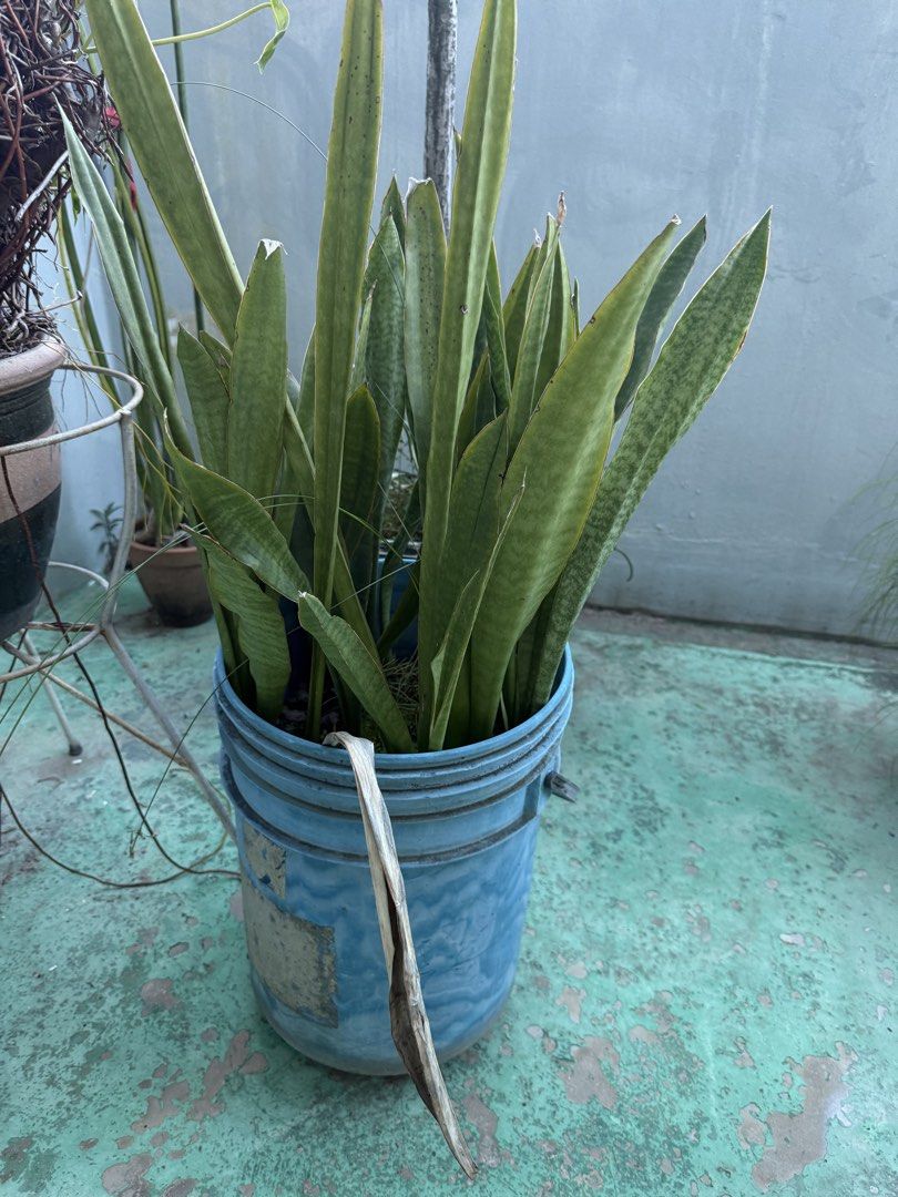 plants483944601265776641