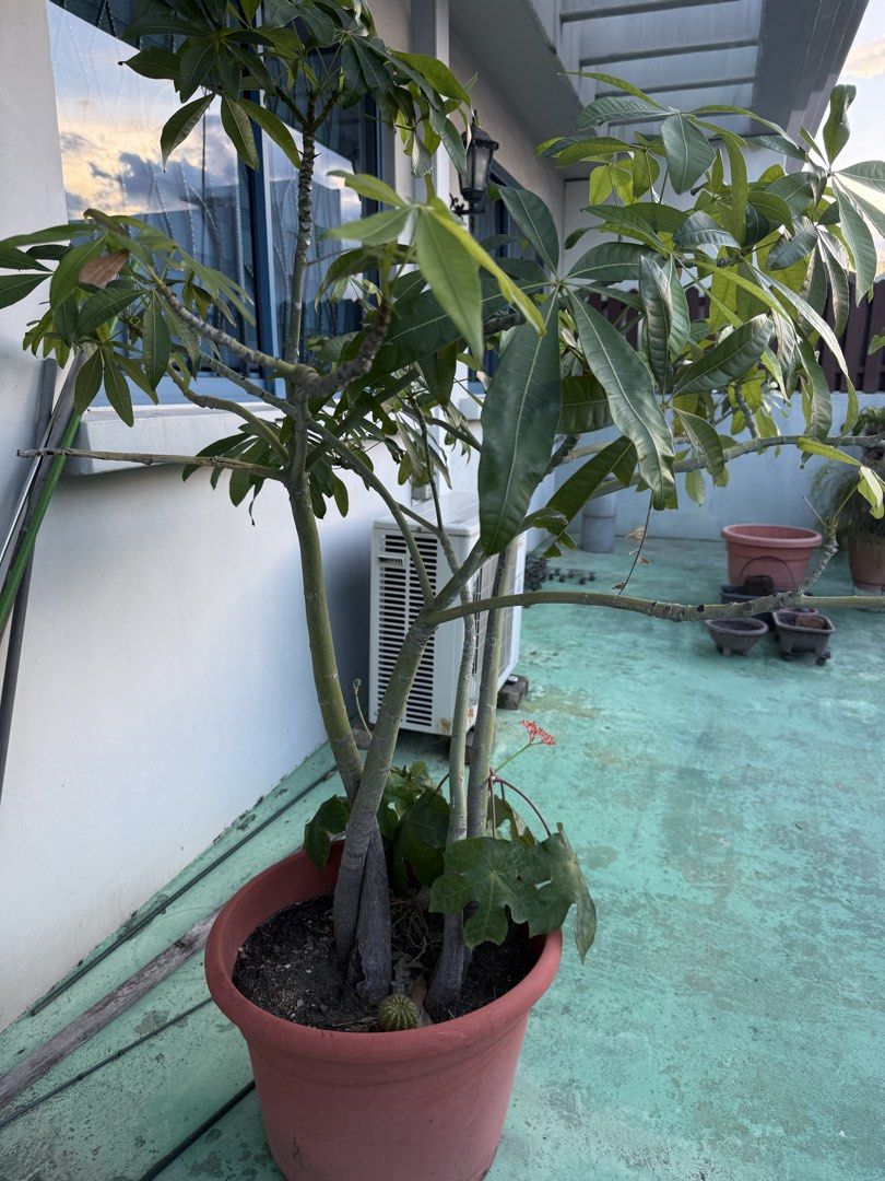 plants483944601265776644