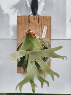 （分類：）位於 。 由 ylp001 提交（商品編號 1444182523，圖片 1）。簡介： 。