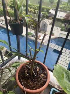 (Category: ) located in . Submitted by yellow.blue.leafing (Listing ID 1444112279, Image 1). Description: .
