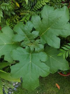 (Category: ) located in . Submitted by gardensnick (Listing ID 1438158096, Image 1). Description: .