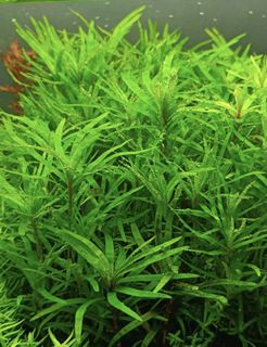 (Category: ) located in . Submitted by zenaquatics (Listing ID 1444480462, Image 1). Description: .