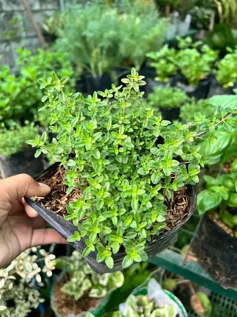Herbs plants 🪴 (Category: Plants & Seeds) located in Quezon City. Submitted by amazingmaria3680 (Listing ID 1444490054, Image 1). Description: .