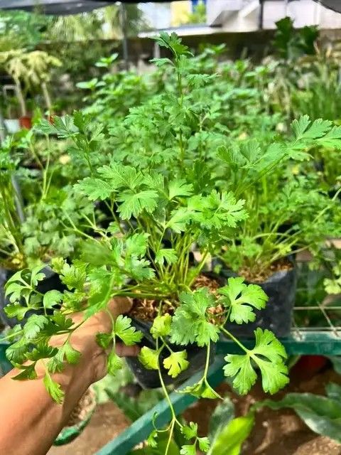Herbs plants 🪴 (Category: Plants & Seeds) located in Quezon City. Submitted by amazingmaria3680 (Listing ID 1444490054, Image 3). Description: .