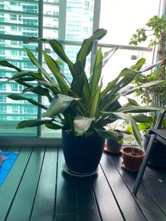 (Category: ) located in . Submitted by serenity_garden (Listing ID 1444313899, Image 1). Description: .