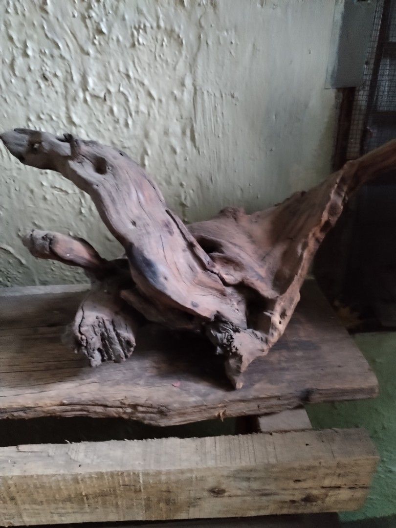 molave roots accent (Category: Other Home Decor) located in Mandaluyong City. Submitted by katkat888kit (Listing ID 1444314777, Image 1). Description: molave accent table decor 500.