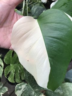 (Category: ) located in . Submitted by PlantsRanger (Listing ID 1444451487, Image 1). Description: .