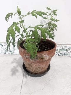 (Category: ) located in . Submitted by tropicalleaf (Listing ID 1444350774, Image 1). Description: .
