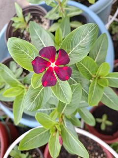 (Category: ) located in . Submitted by kew_plants_n_stuff (Listing ID 1431490388, Image 1). Description: .