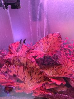 (Category: ) located in . Submitted by tom.chua (Listing ID 1444475274, Image 1). Description: .