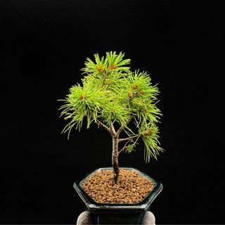 五針松出售| 植物及種子| Carousell Hong Kong