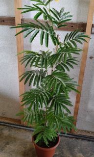 (Category: ) located in . Submitted by jtflorist (Listing ID 1444527330, Image 1). Description: .