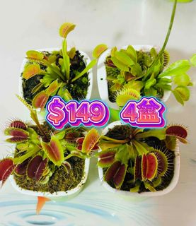 （分類：）位於 。 由 elemenx 提交（商品編號 1444577423，圖片 1）。簡介： 。